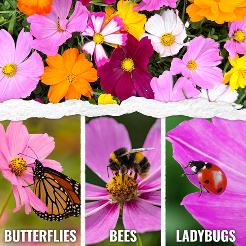 Seed Needs Cosmos Crazy Blend seeds close-up ideal for direct sowing in gardens