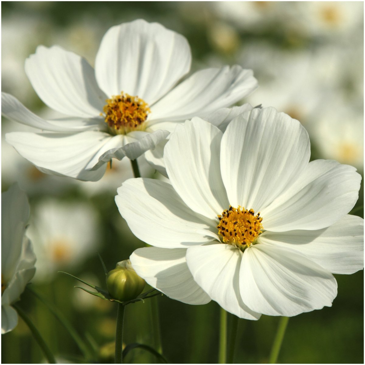 Seed Needs Cosmos delicate feathery foliage adds airy garden texture.