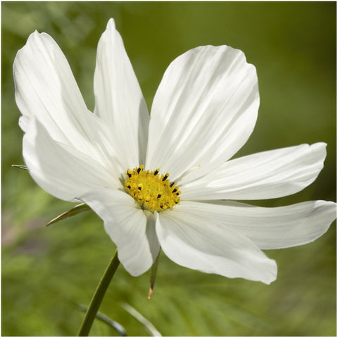 Seed Needs Cosmos blooms attract butterflies and bees in summer.