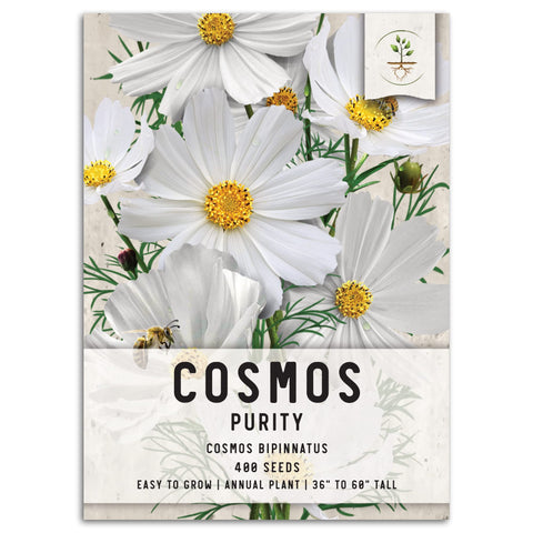 Seed Needs Cosmos purity white bloom—pollinator-friendly garden focal point.