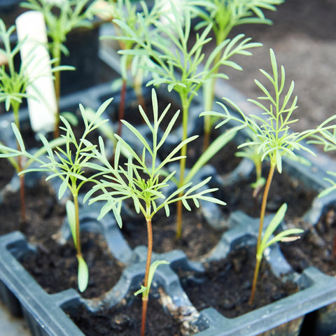 Seed Needs Cosmos Sensation Mix bouquet-ready stems ideal for fresh-cut arrangements
