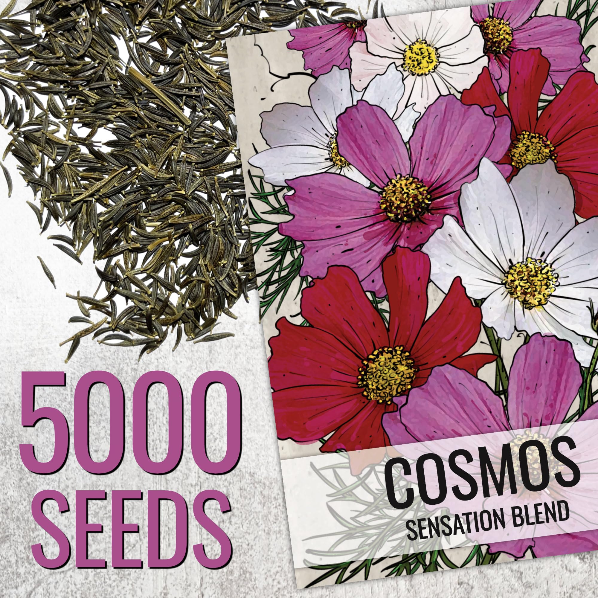 Seed Needs Cosmos Sensation Mix pink bloom close-up highlighting petal detail for bright border appeal