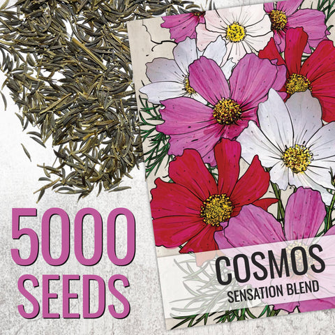 Seed Needs Cosmos Sensation Mix pink bloom close-up highlighting petal detail for bright border appeal