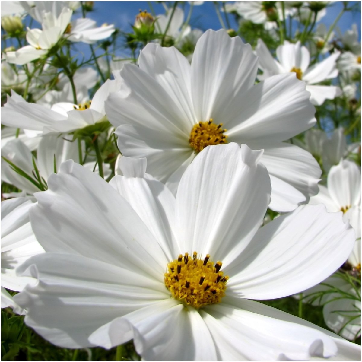 Seed Needs Cosmos tall slender stems create a graceful garden backdrop.