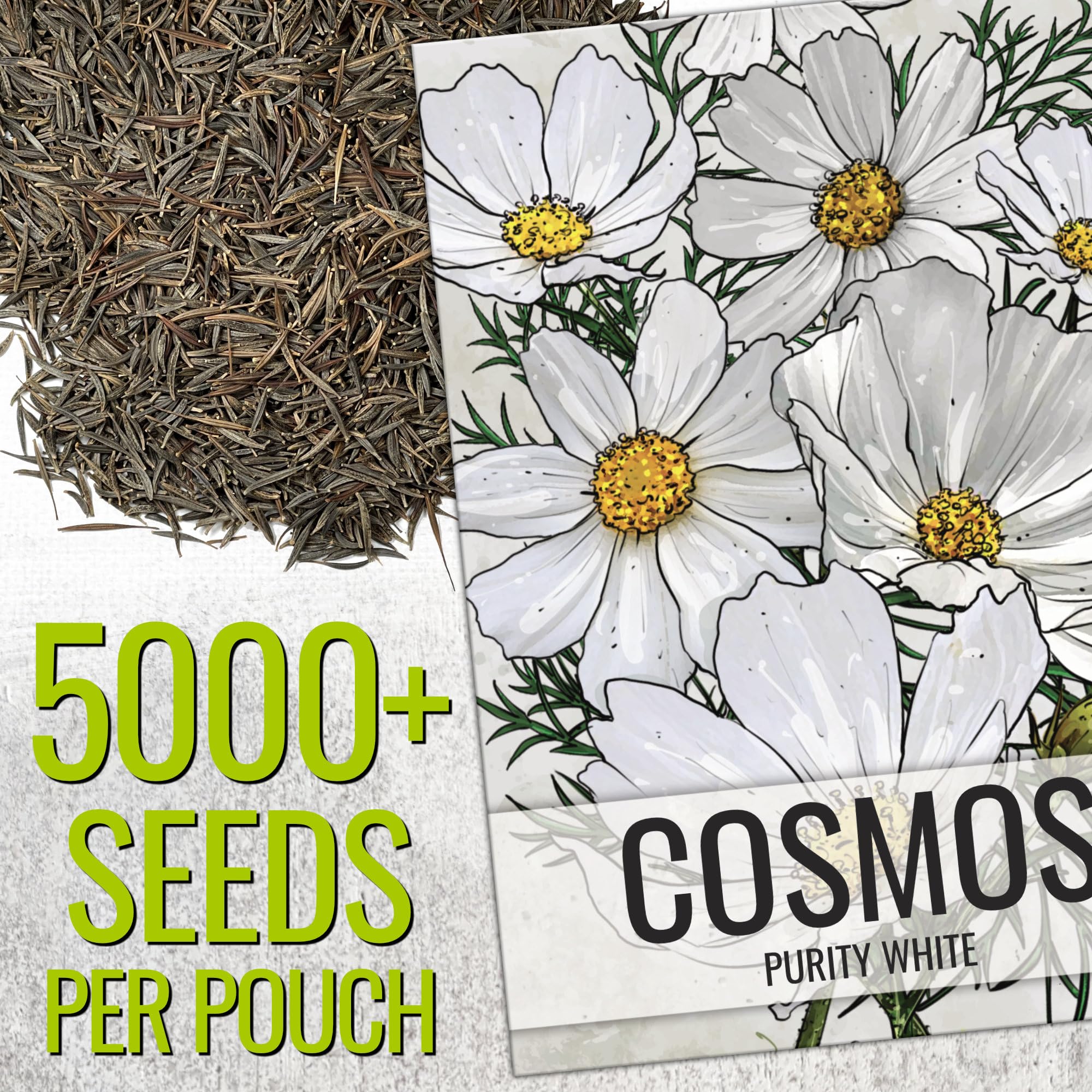 Cosmos White Purity bloom 3-4 inches across on sturdy stem for borders