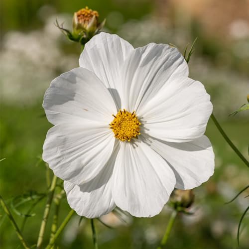 Closeup of Seed Needs Cosmos White Purity petals showing crisp white petals