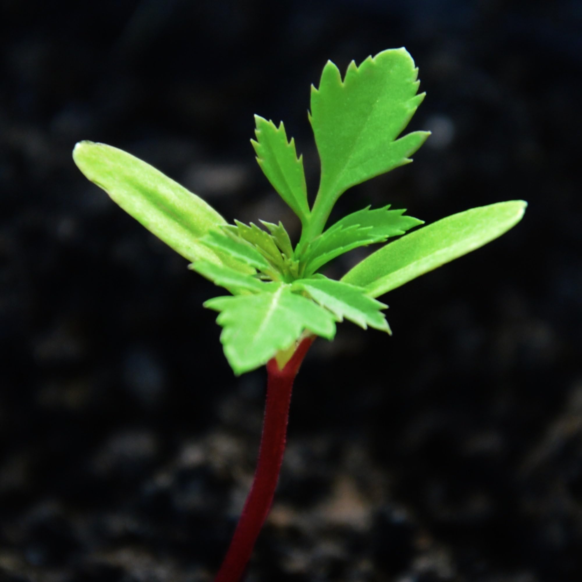 Seed Needs Crackerjack marigold thrives in full sun with well-drained soil.