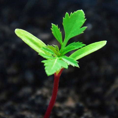 Seed Needs Crackerjack marigold thrives in full sun with well-drained soil.