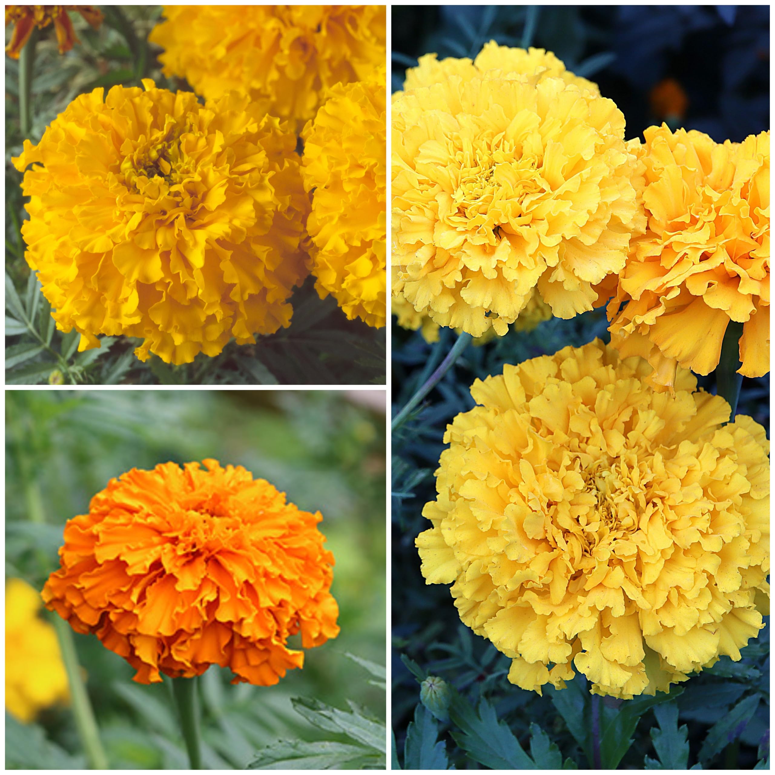 Seed Needs Crackerjack marigold packaging features artwork and sowing details.