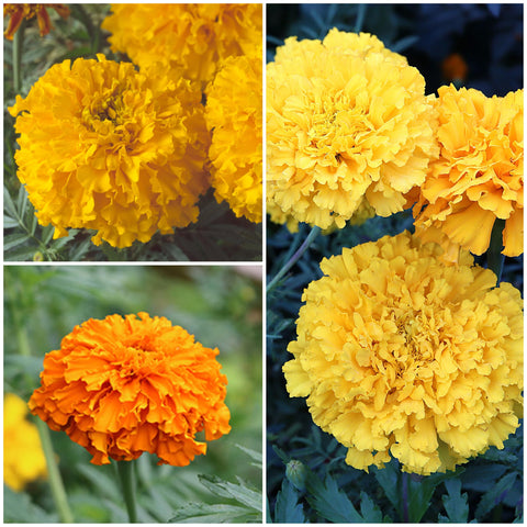 Seed Needs Crackerjack marigold packaging features artwork and sowing details.