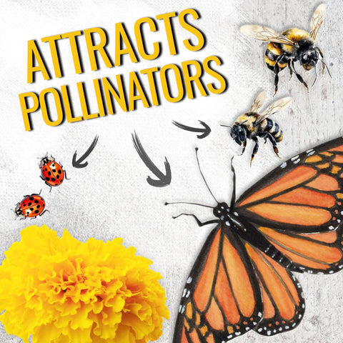 Seed Needs Crackerjack marigold deters garden pests when planted near vegetables.