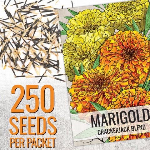 Seed Needs Crackerjack marigold yellow blooms brighten beds and attract pollinators.