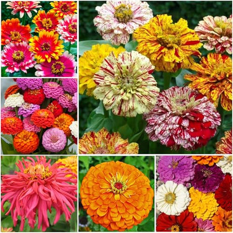 Seed Needs Zinnia Mix showcases bold color palette for bouquets