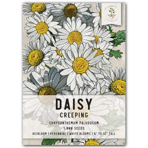 Seed Needs creeping daisy ground cover forming dense mats for low-maintenance gardens.
