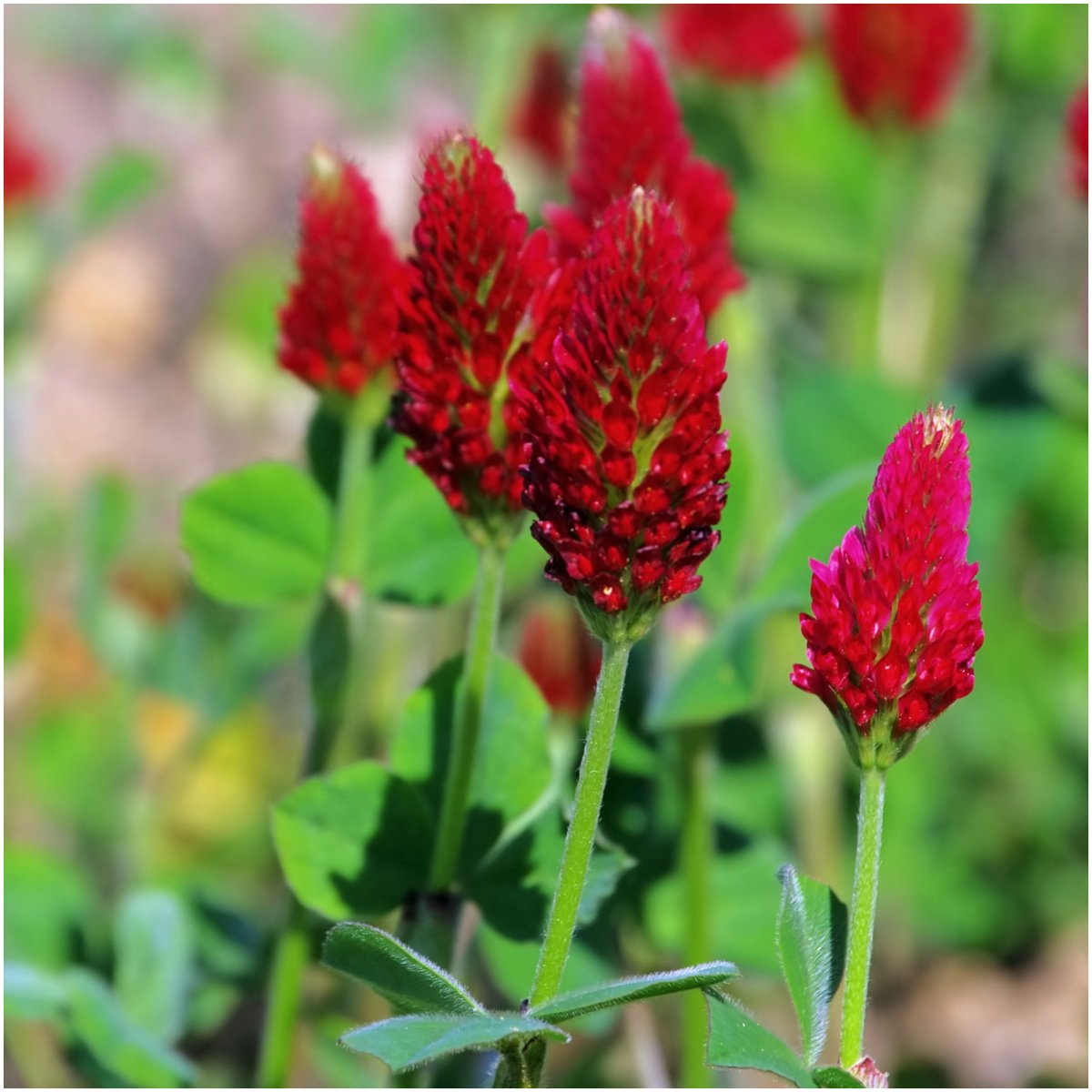 Seed Needs crimson clover ground cover showing lush leaves that help suppress weeds