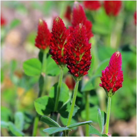 Seed Needs crimson clover ground cover showing lush leaves that help suppress weeds