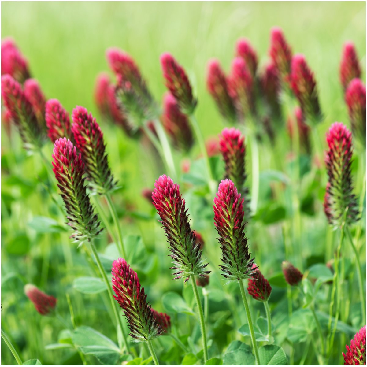 Seed Needs crimson clover seed for nitrogen fixation improving soil health
