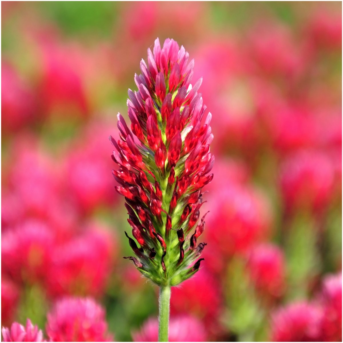 Seed Needs pollinator-friendly clover attracting bees and butterflies in springtime