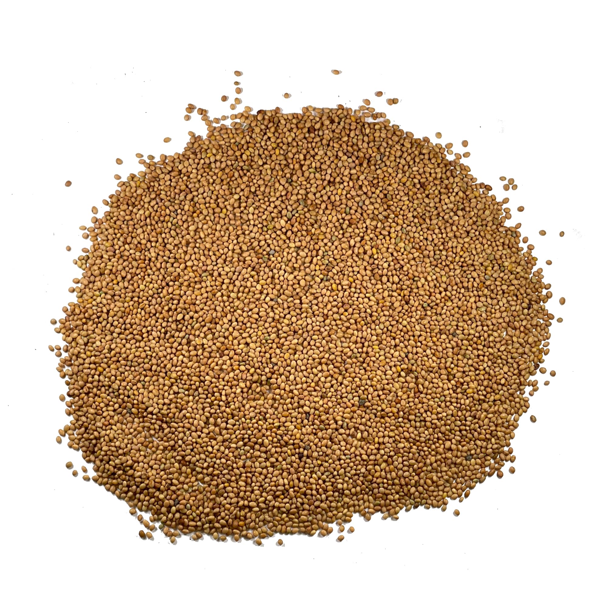 Seed Needs Trifolium incarnatum seed pouch with sowing instructions for easy establishment