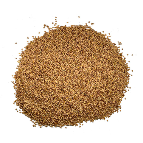 Seed Needs Trifolium incarnatum seed pouch with sowing instructions for easy establishment