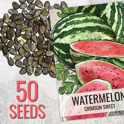 Seed Needs Crimson Sweet seeds close-up highlighting germination potential
