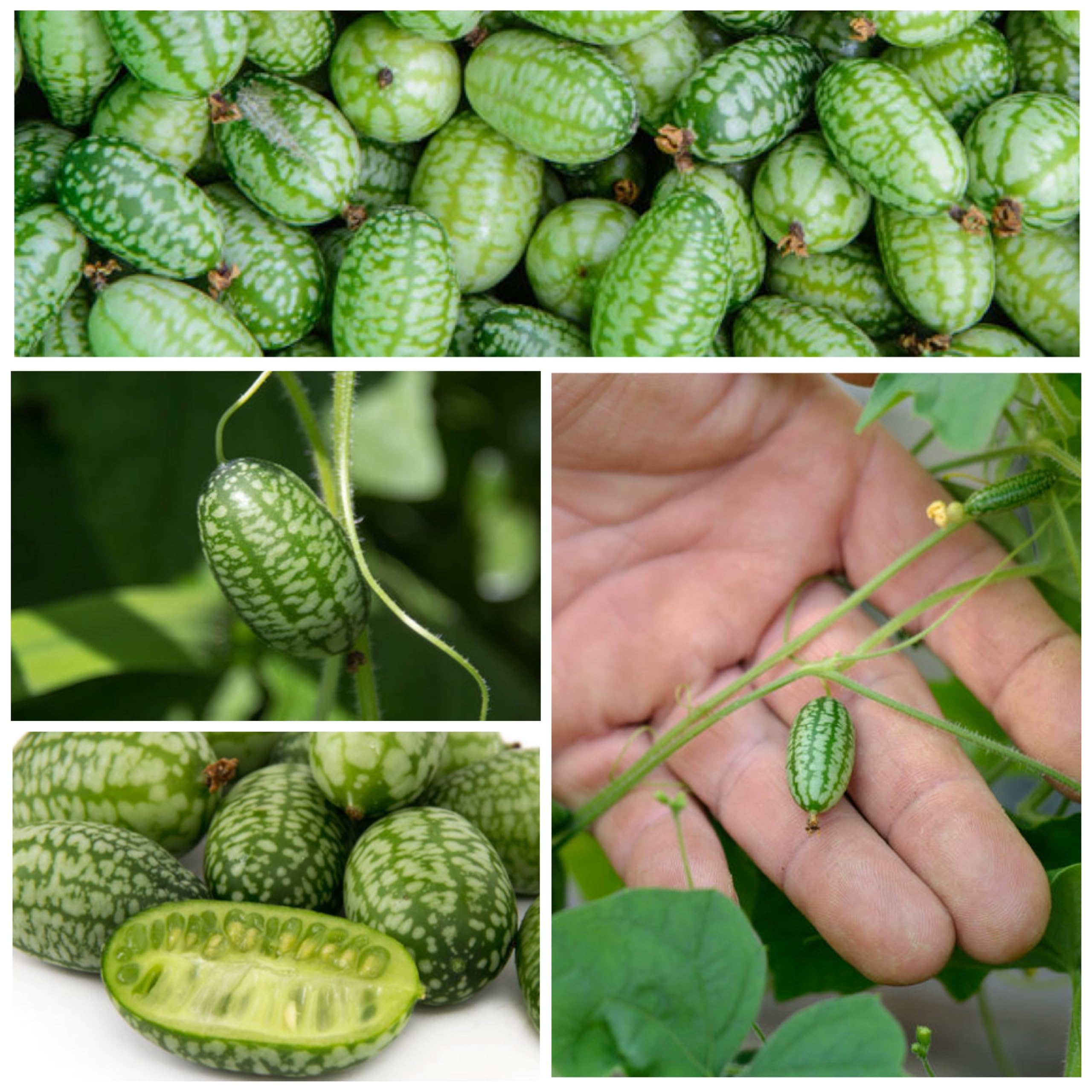 Seed Needs cucamelon fruits closeup highlights crisp, tangy flavor and tiny harvests.