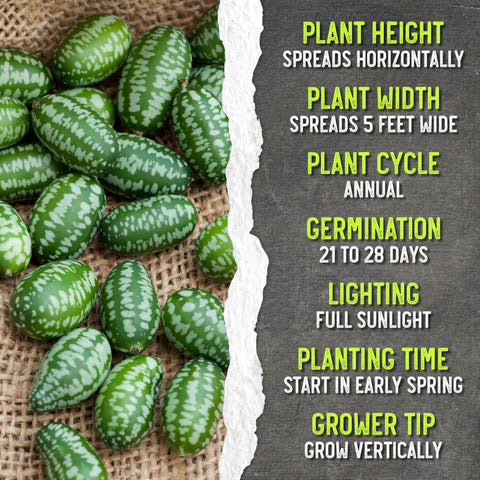 Seed Needs Cucamelon garden setup for indoors and outdoors