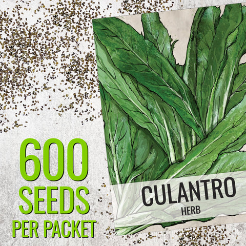 Seed Needs Culantro seeds closeup detail highlights seed quality