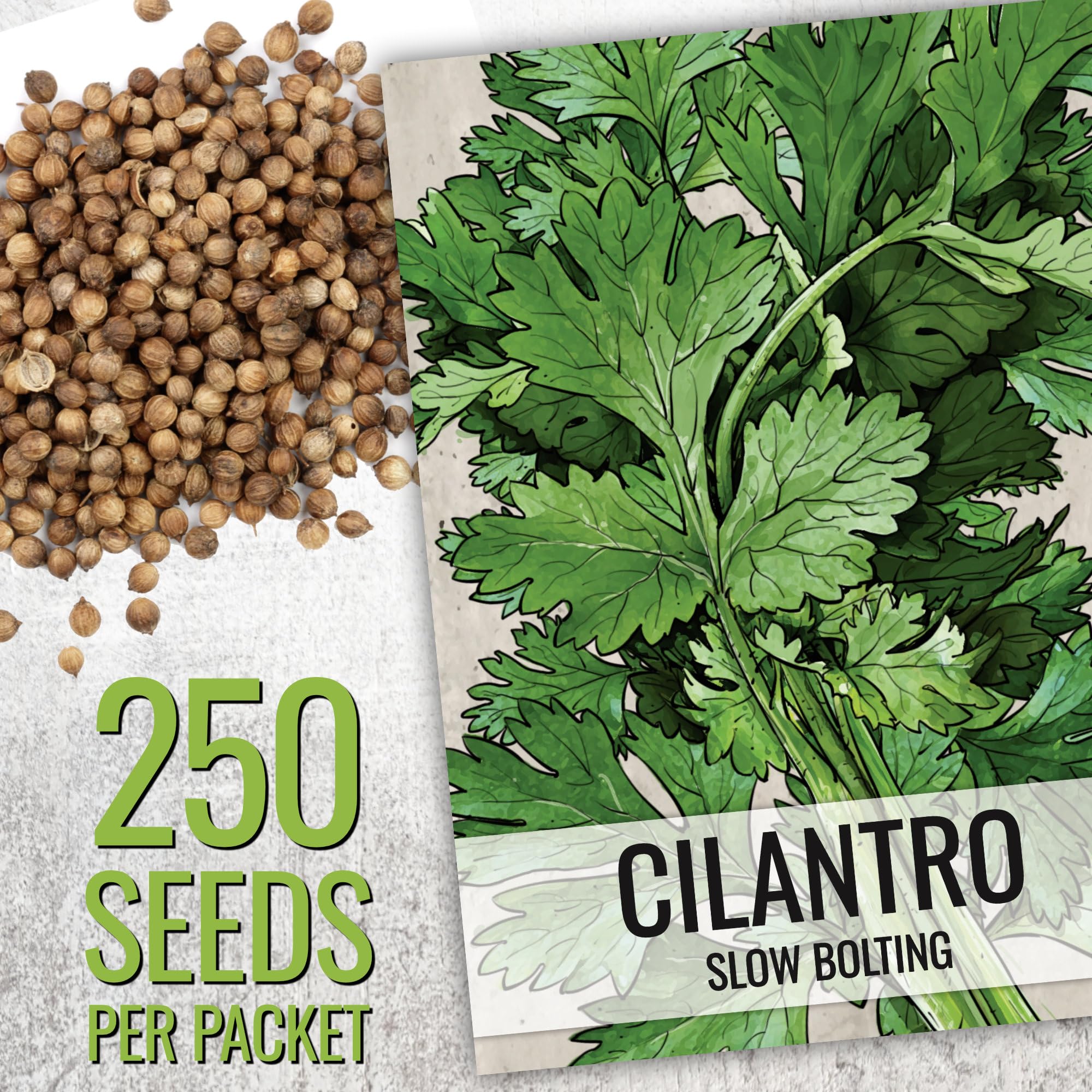 Seed Needs culantro seeds packaging, ideal for flavorful curries and stews.