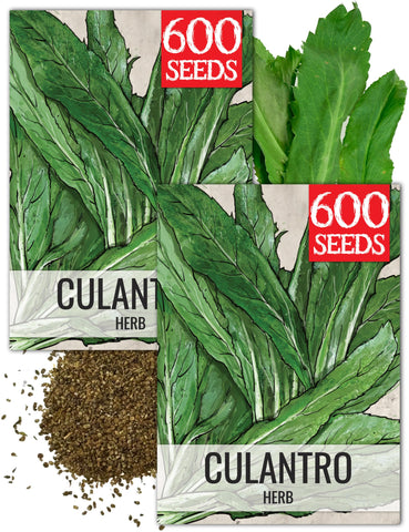 Seed Needs Culantro seeds packet front shows brand and planting inspiration