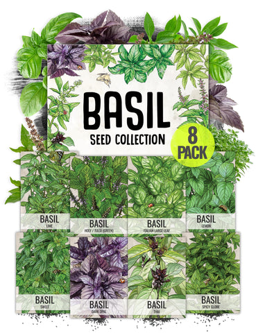 Seed Needs culinary basil collection packet front with illustrated varieties for easy selection.