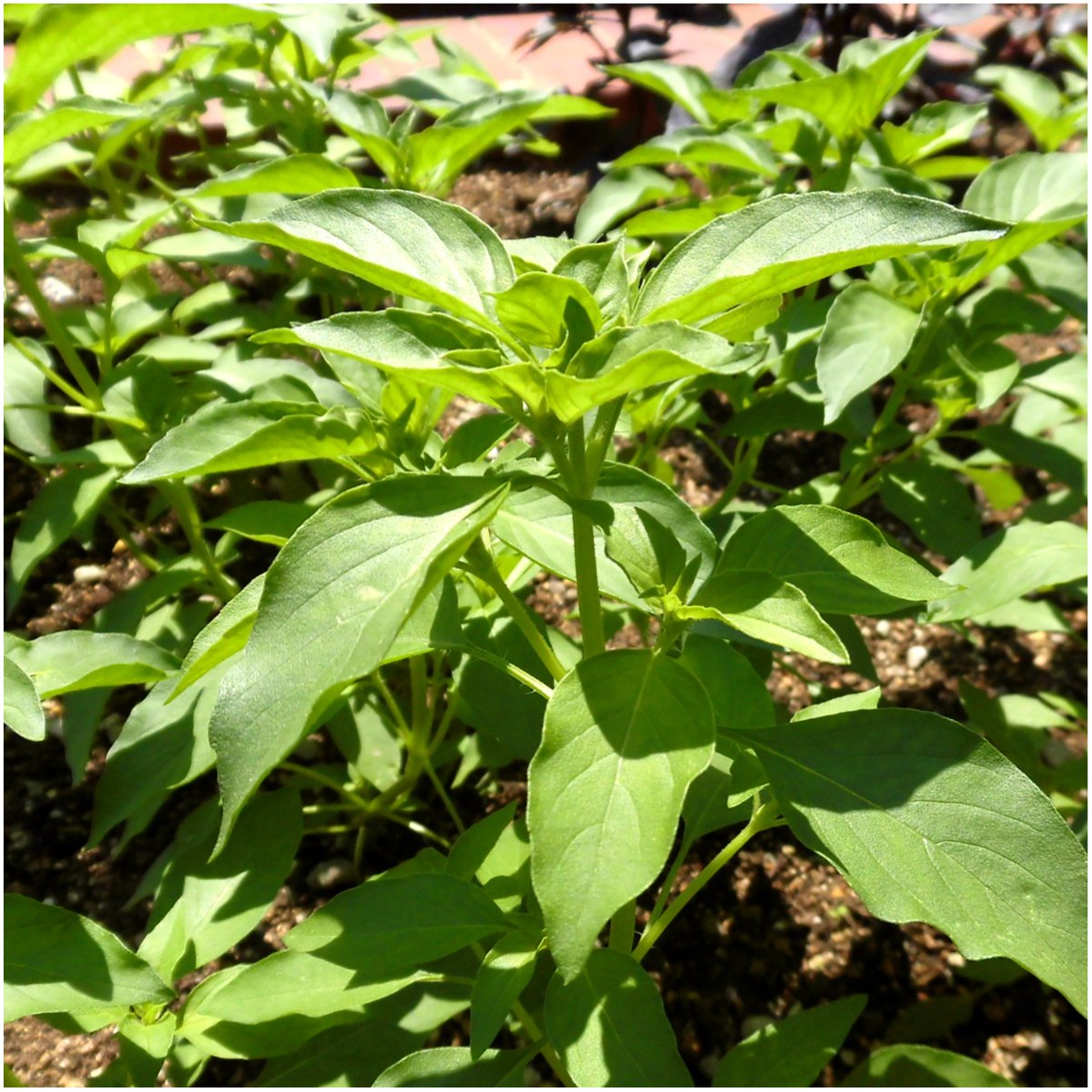 Seed Needs direct-from-growers freshness image signals strong germination potential.