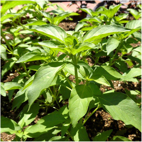 Seed Needs direct-from-growers freshness image signals strong germination potential.