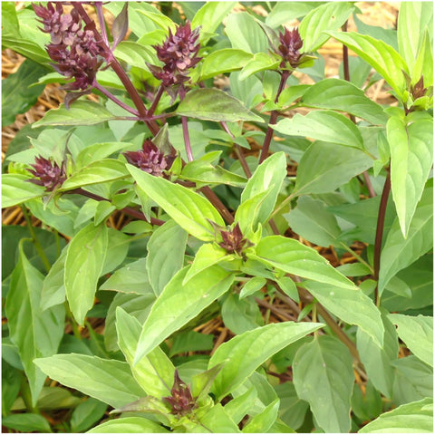 Seed Needs eight-basil-collection seeds enable versatile kitchen testing.