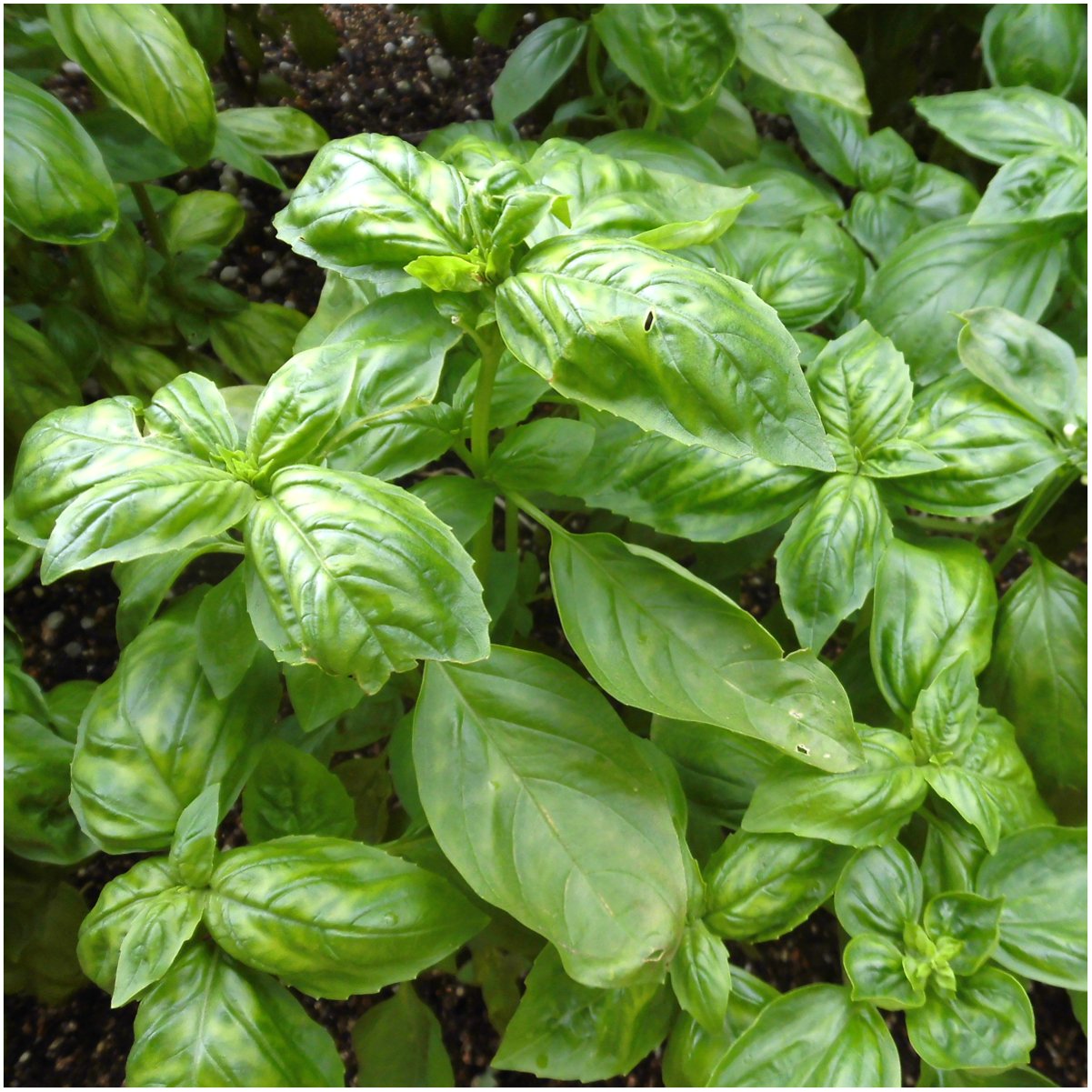 Seed Needs moisture-resistant packaging highlights longer shelf life for seeds.