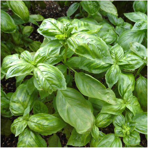 Seed Needs moisture-resistant packaging highlights longer shelf life for seeds.