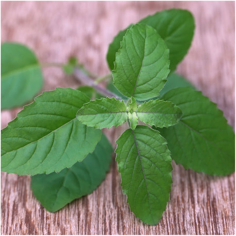 Seed Needs open-pollinated heirloom basil packets emphasize non-GMO seeds for home gardens.