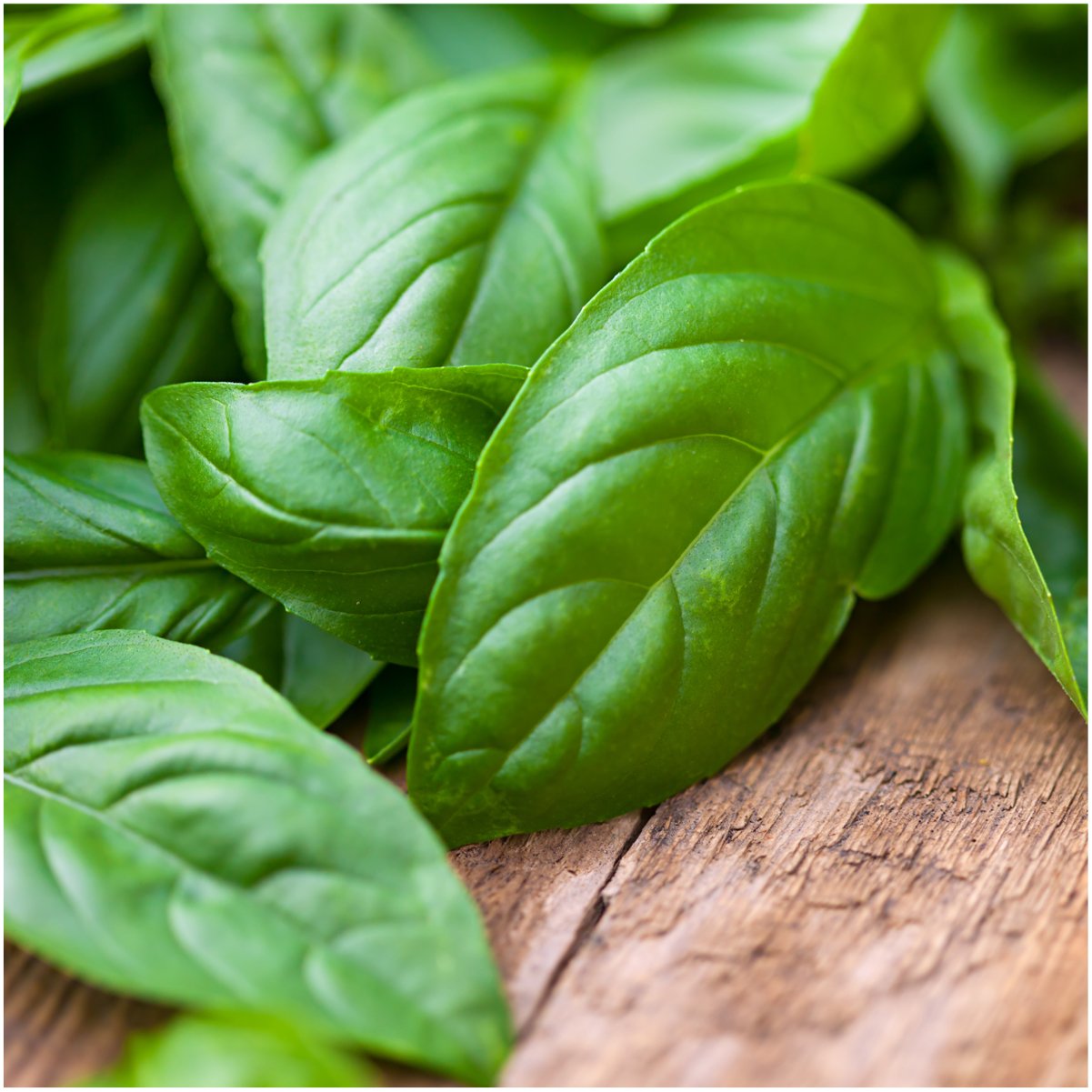Seed Needs culinary basil packet detail highlights sowing tips and variety notes.