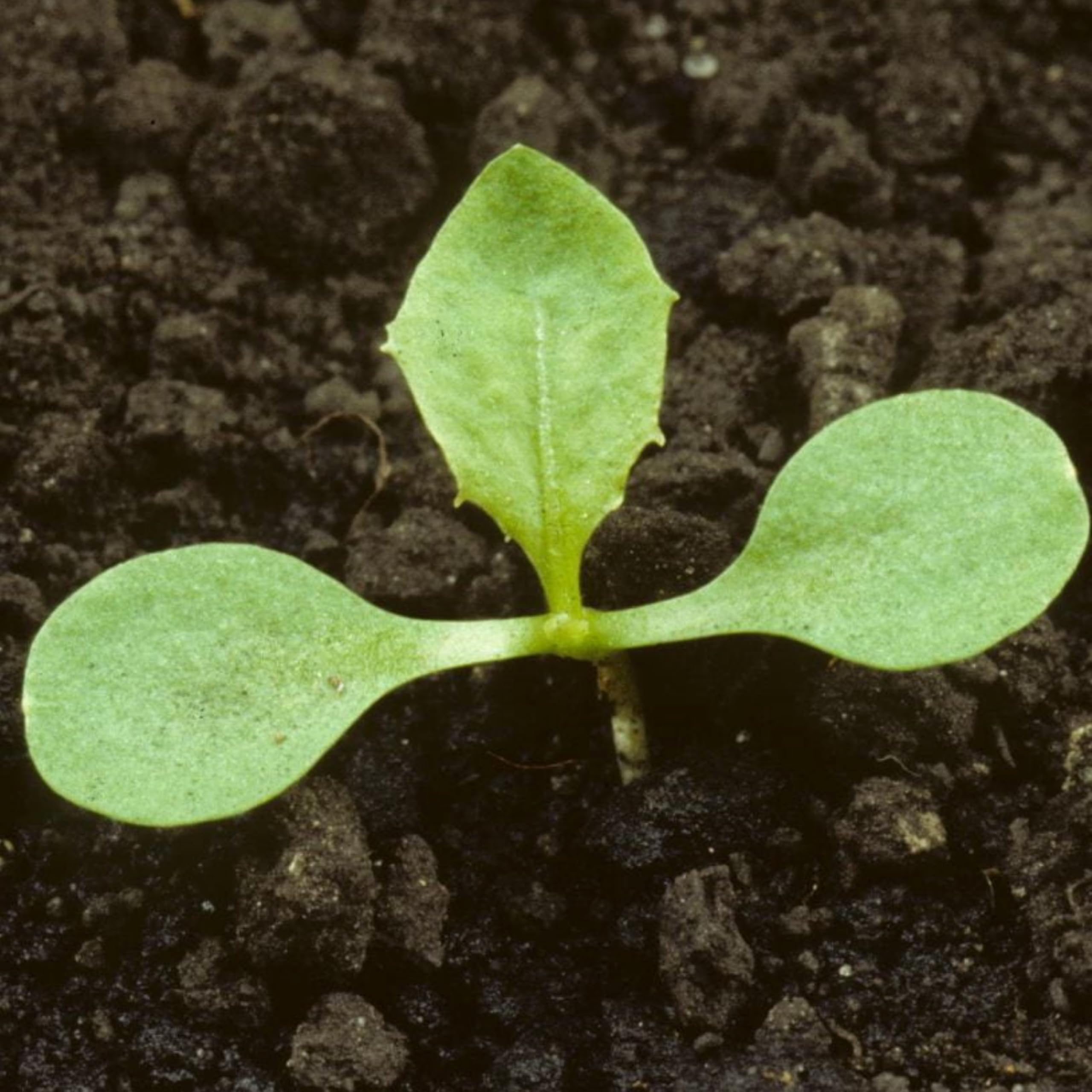Seed Needs bulk dandelion seeds ideal for salads and home gardens