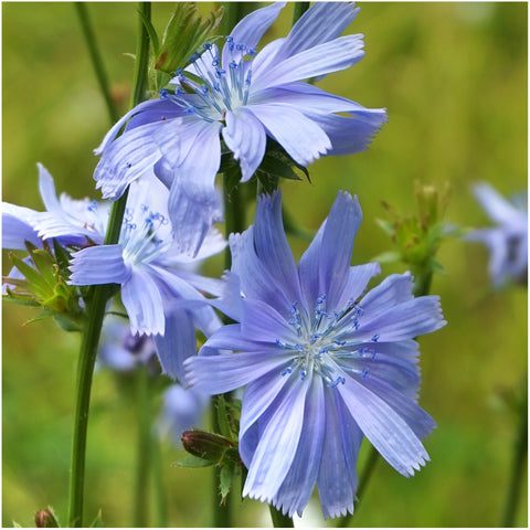 Seed Needs dandelion chicory illustration packet shows sowing guidance for beginners