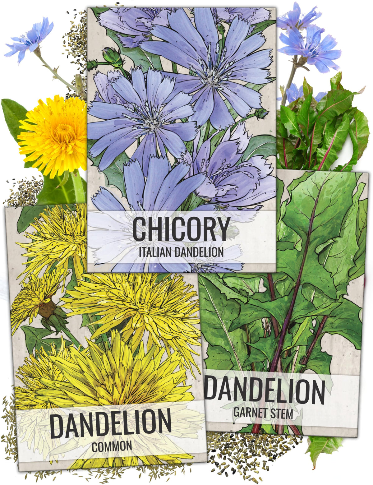 Seed Needs dandelion common illustration on seed packet for easy home gardening