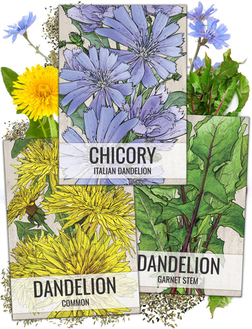 Seed Needs dandelion common illustration on seed packet for easy home gardening