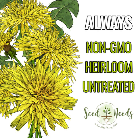 Seed Needs dandelion flowers in bloom attracting pollinators in early spring