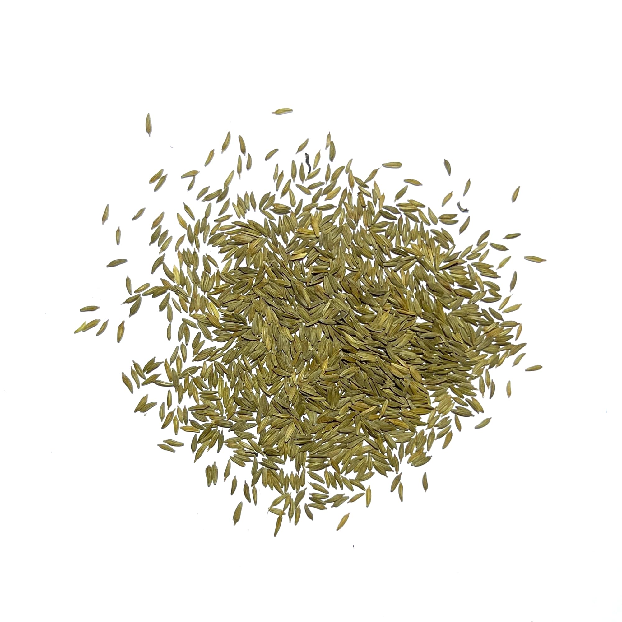 Seed Needs Dandelion garden bed rows illustrate easy outdoor cultivation.