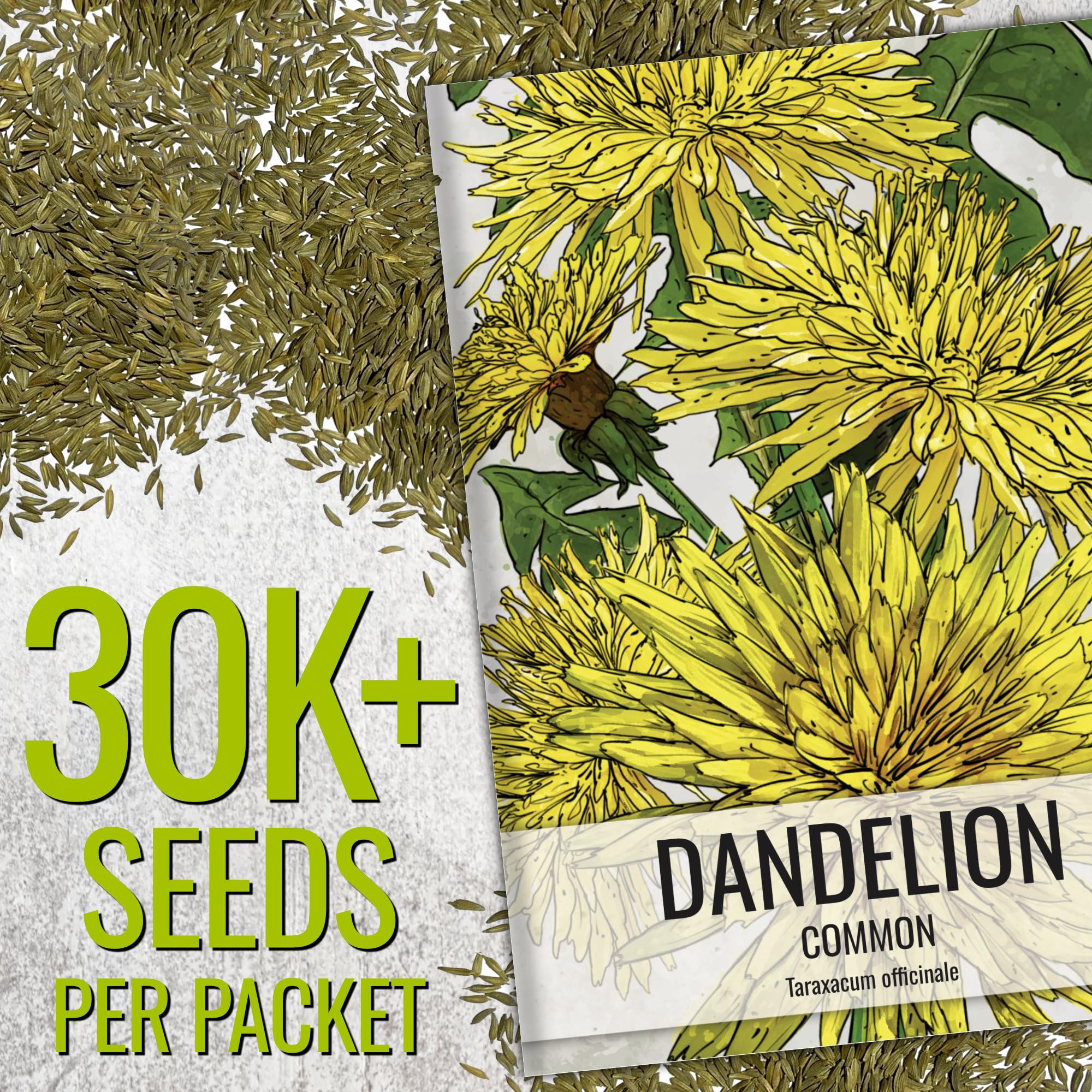 Seed Needs dandelion plant in a garden bed thriving with minimal care