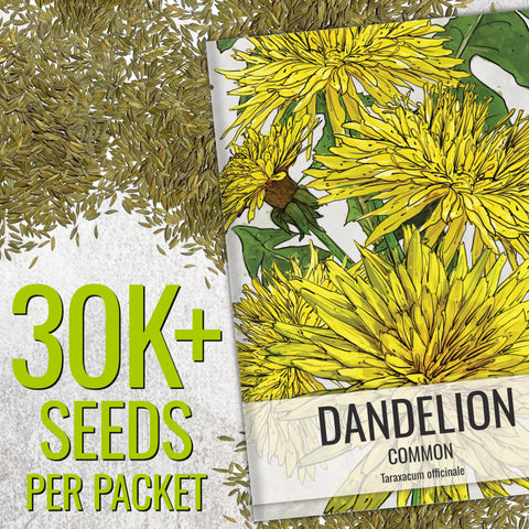 Seed Needs dandelion plant in a garden bed thriving with minimal care