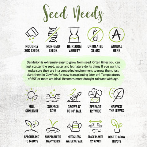 Seed Needs dandelion seeds germinating within days for fresh harvest