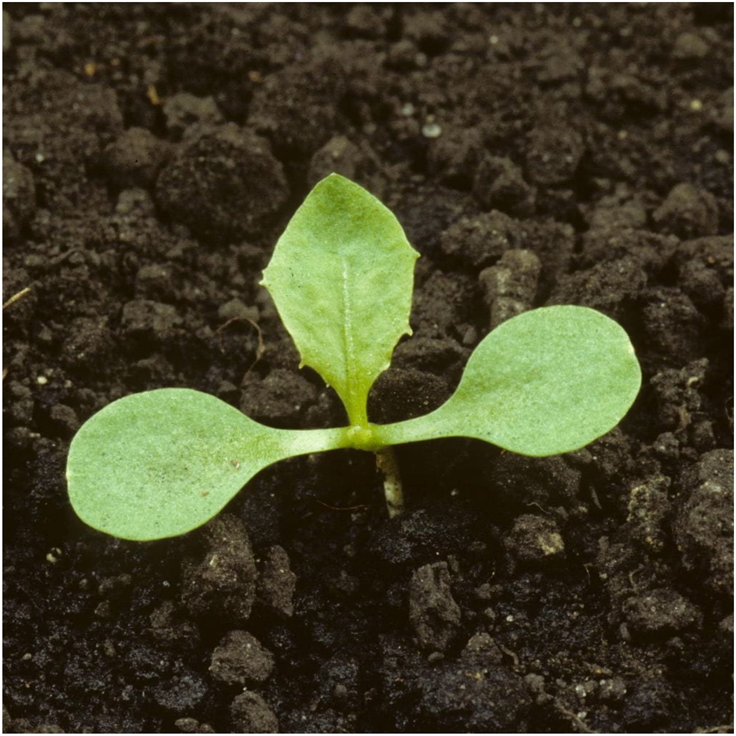 Seed Needs dandelion greens in salad for a fresh garden flavor