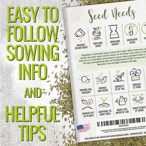 Seed Needs dandelion roots and leaves ready for harvest in the kitchen garden