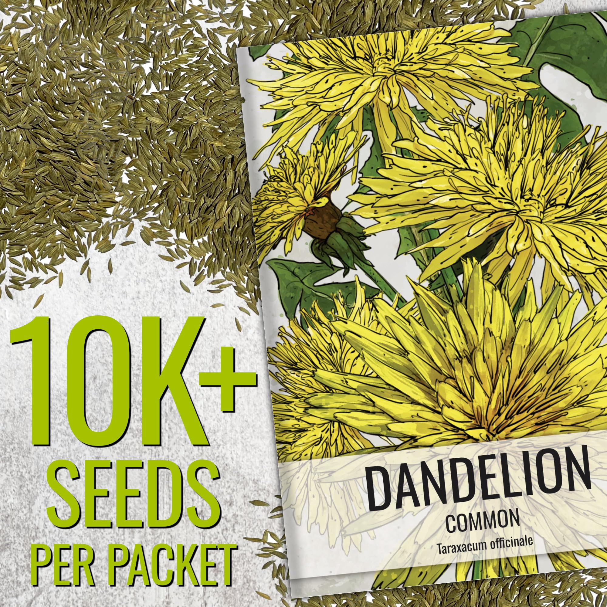 Seed Needs dandelion seeds in a garden plot ready for fresh greens.